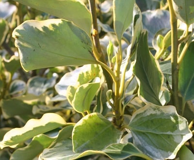 Griselinia littoralis ‘Aureovariegata’