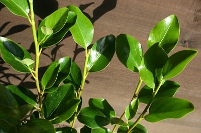 Griselinia littoralis ‘Emerald’