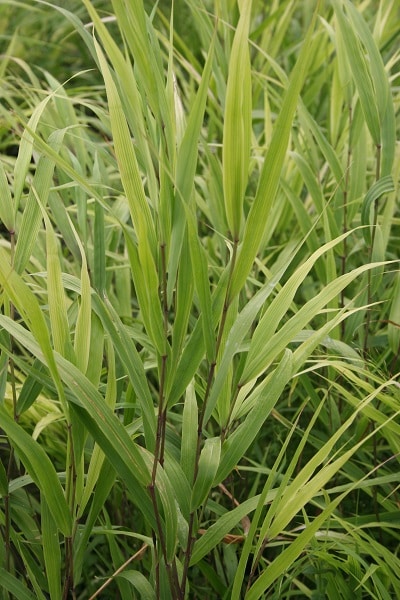 Hakonechloa macra