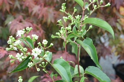 Heptacodium miconioides