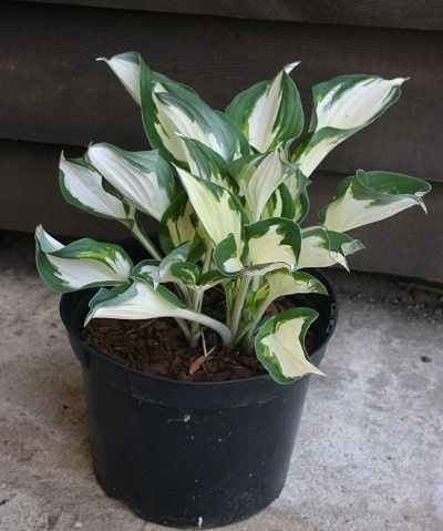 Hosta ‘Fire and Ice’