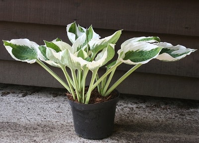 Hosta fortunei ‘Minuteman’