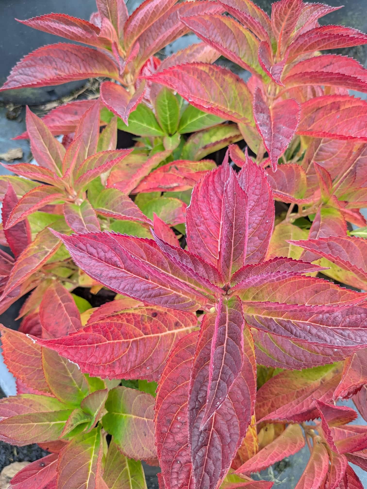 Hydrangea ‘Magic Pillow’