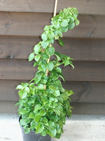 Hydrangea anomola subsp. petiolaris
