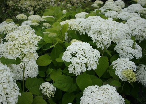 Hydrangea arborescens ‘Annabelle’