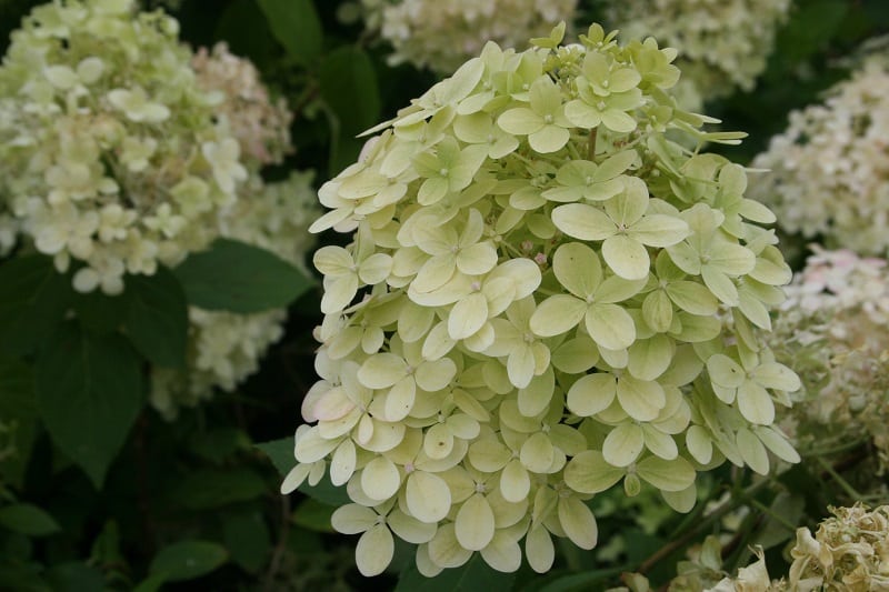 Hydrangea paniculata ‘Little Lime’