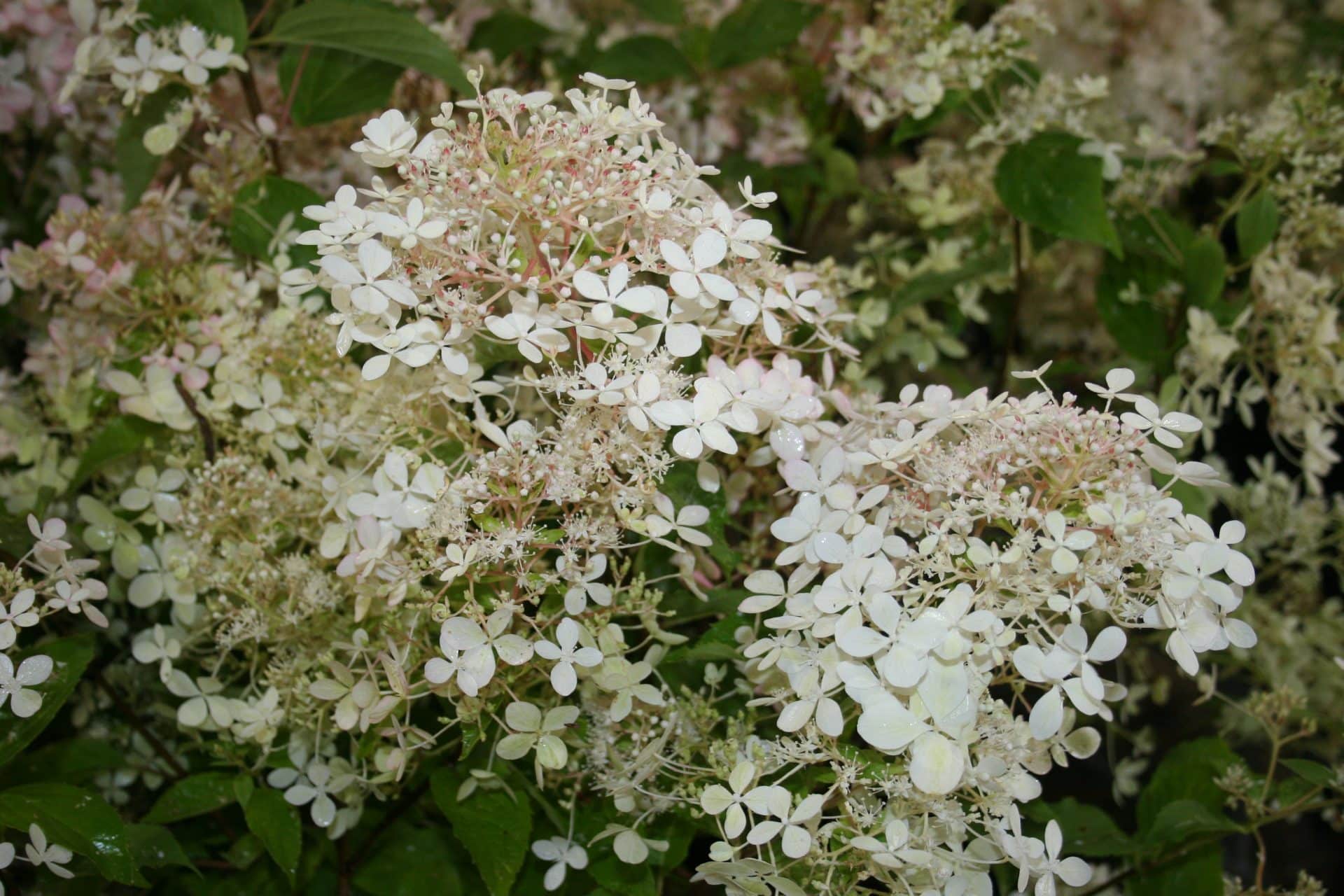 Hydrangea paniculata ‘Phantom’