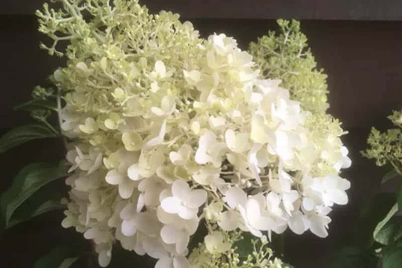 Hydrangea paniculata ‘Silver Dollar’
