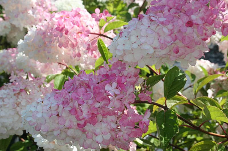 Hydrangea paniculata ‘Vanille Fraise’