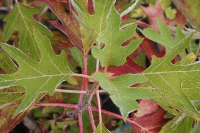Hydrangea quercifolia ‘Ice Crystal’