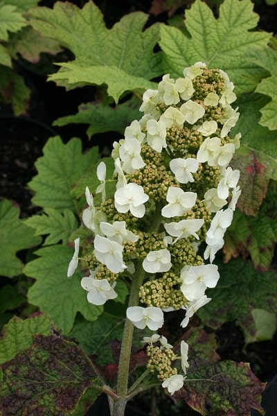 Hydrangea quercifolia ‘Snow Queen’