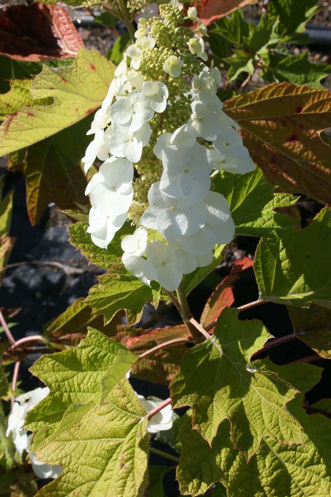 Hydrangea quercifolia