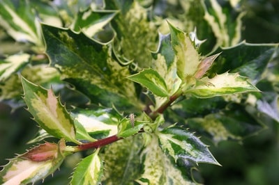 Ilex aquifolium ‘White Cream’