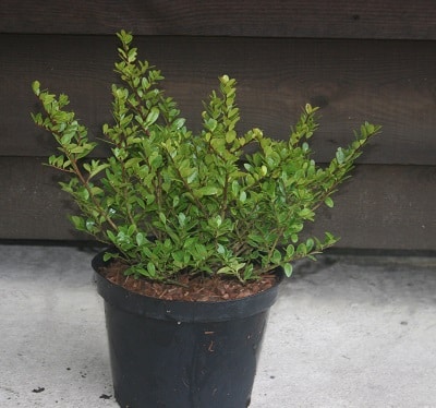 Ilex crenata ‘Dark Green’