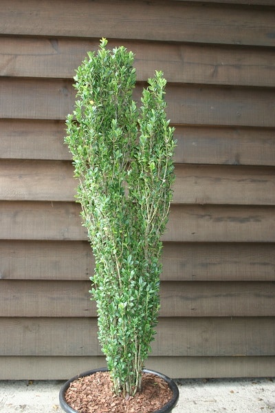 Ilex crenata ‘Fastigiata’