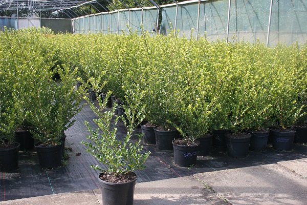 Ilex crenata ‘Green Hedge’
