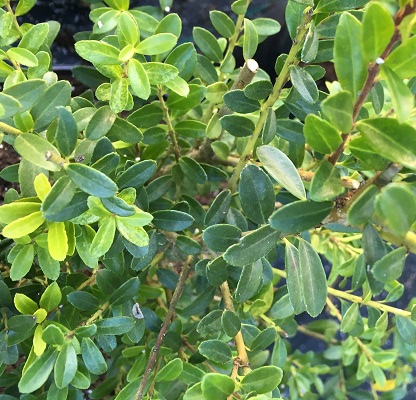 Ilex crenata ‘Kinme’