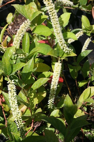 Itea yunnahensis