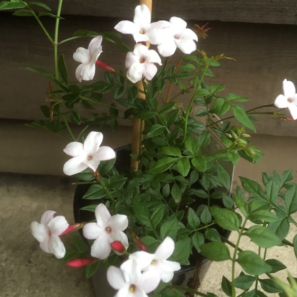 Jasminum officinale ‘Inverleith’