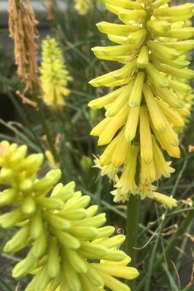 Kniphofia ‘Lemon Popsicle’