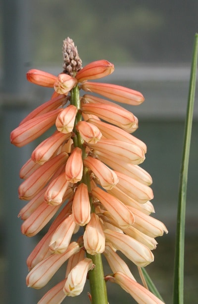 Kniphofia ‘Orange Vanilla Popsicle’