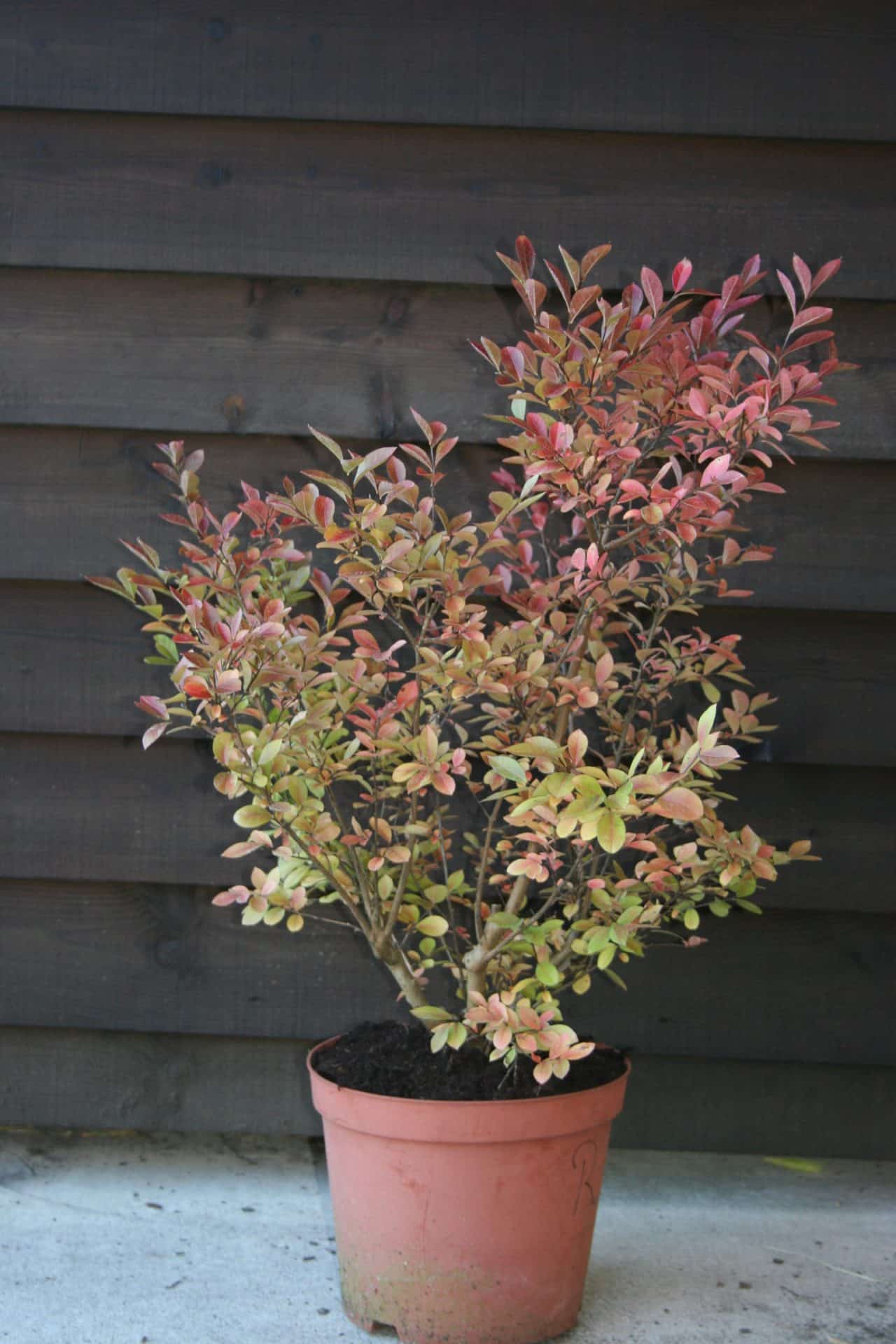 Lagerstroemia indica