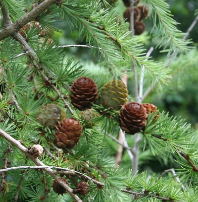 Larix kaempferi