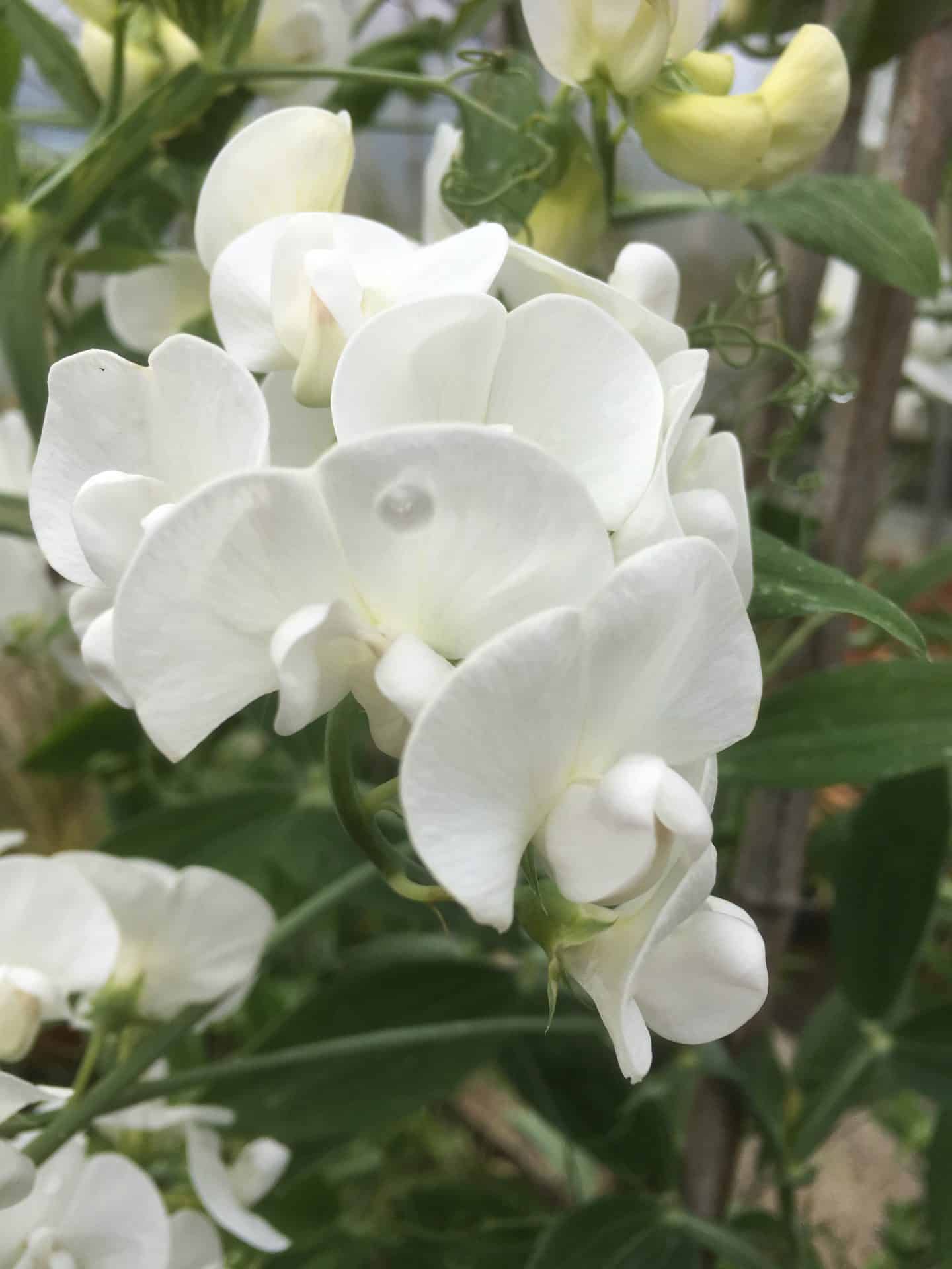 Lathyrus latifolius White