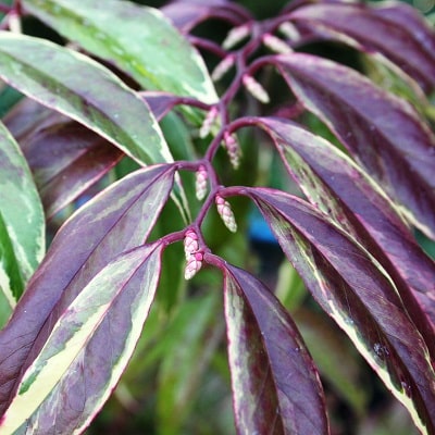 Leucothoe fontanesiana ‘Rainbow’