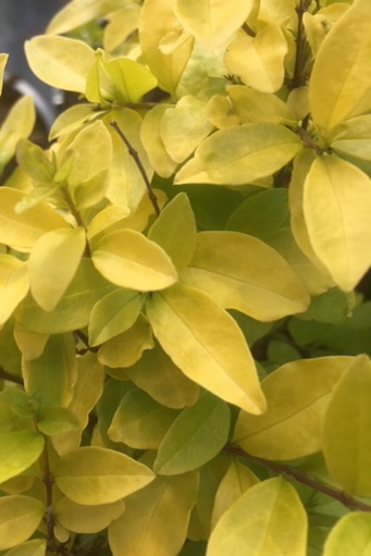 Ligustrum ovalifolium ‘Lemon and Lime’