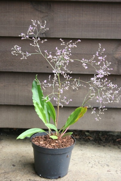 Limonium latifolium