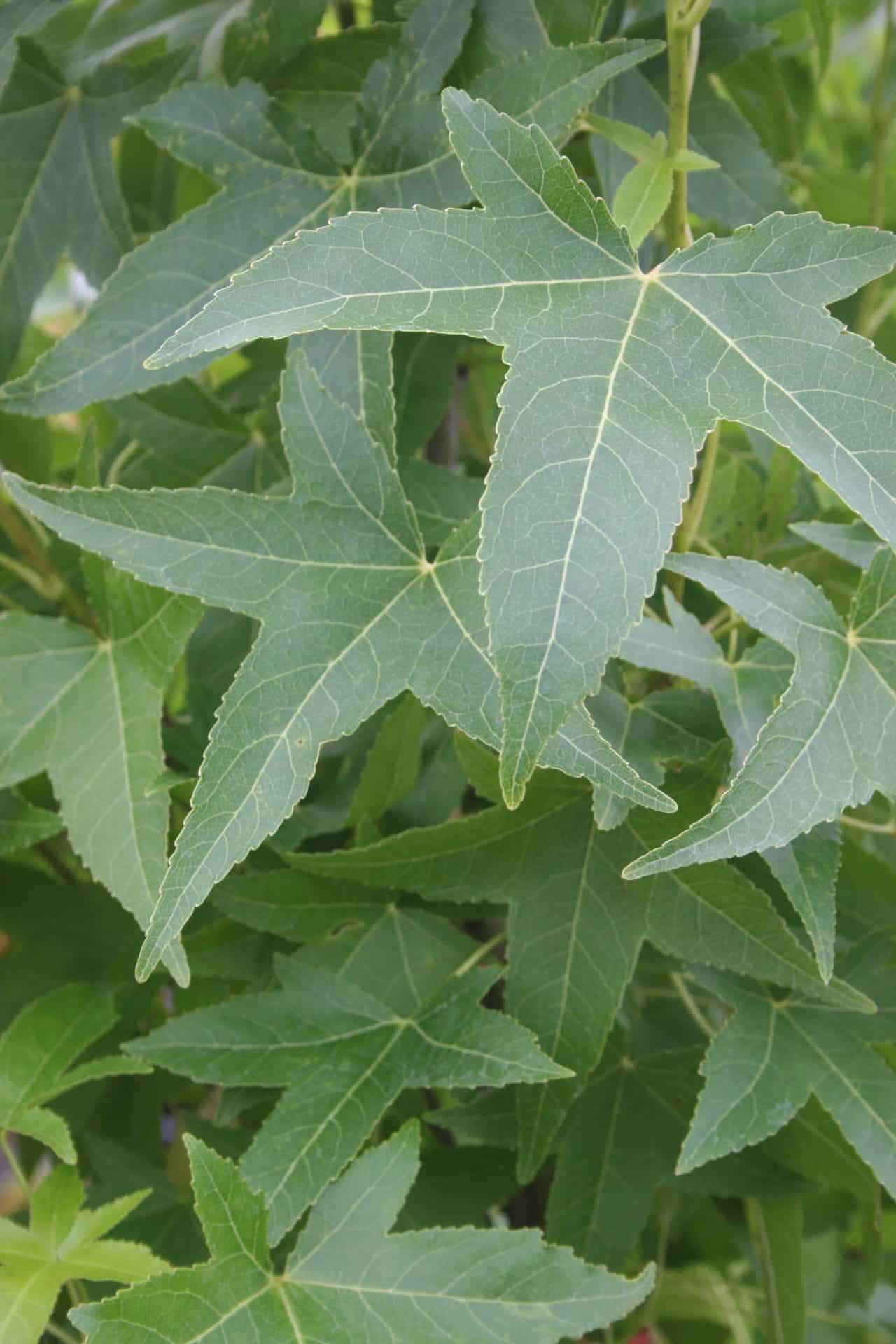 Liquidambar styraciflua ‘Slender Silhoutte’