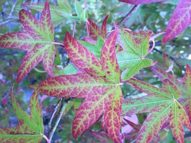 Liquidambar styraciflua ‘Worplesdon’