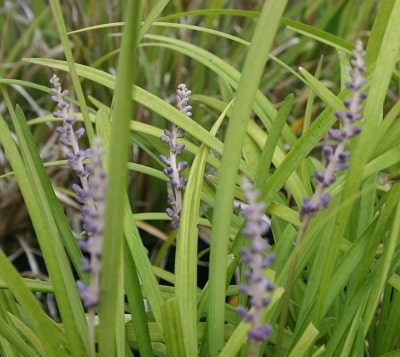 Liriope muscari ‘Super Blue’