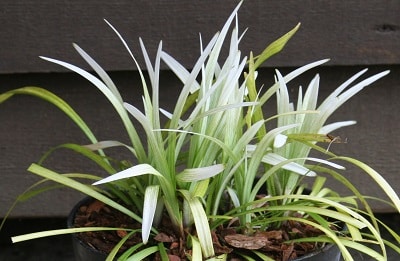 Liriope muscari ‘Okina’