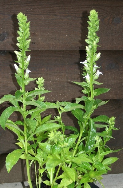 Lobelia siphilitica ‘Alba’