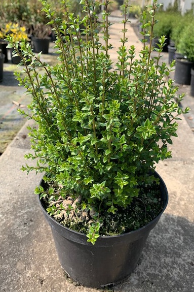 Lonicera nitida ‘Scoop’