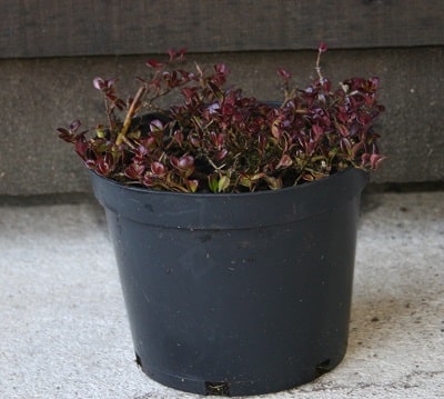 Lonicera crassifolia ‘Little Honey’