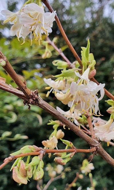 Lonicera fragrantissima