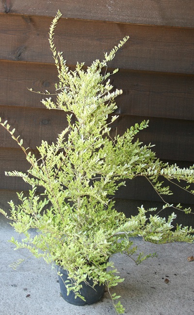 Lonicera nitida ‘Lemon Beauty’