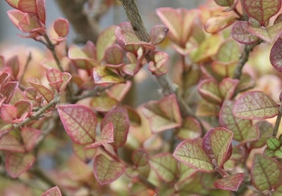 Lophomyrtus ‘Pink Mist’