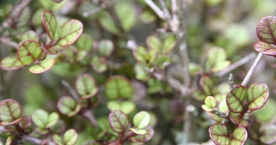 Lophomyrtus ralphii ‘Pixie’