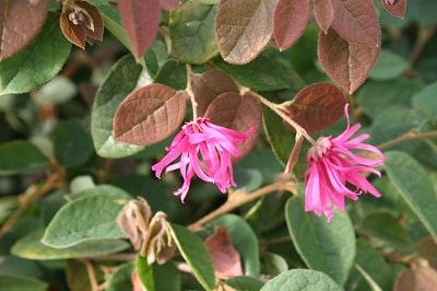 Loropetalum chinense ‘Ming Dynasty’