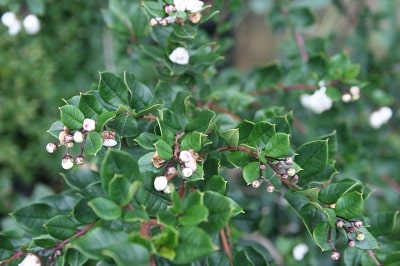 Luma apiculata