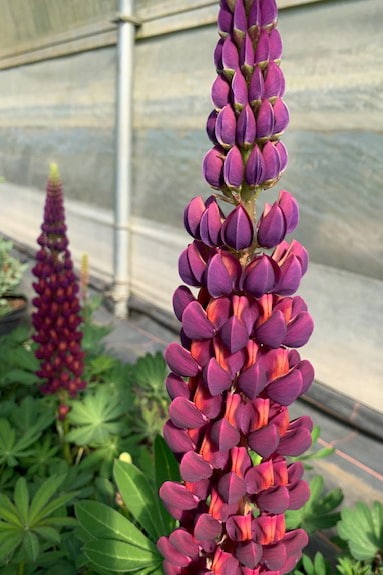 Lupin ‘Masterpiece’