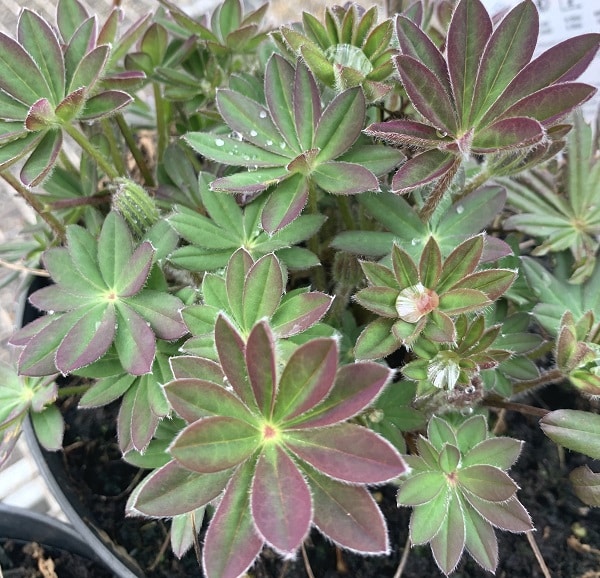 Lupinus ‘Beefeater’