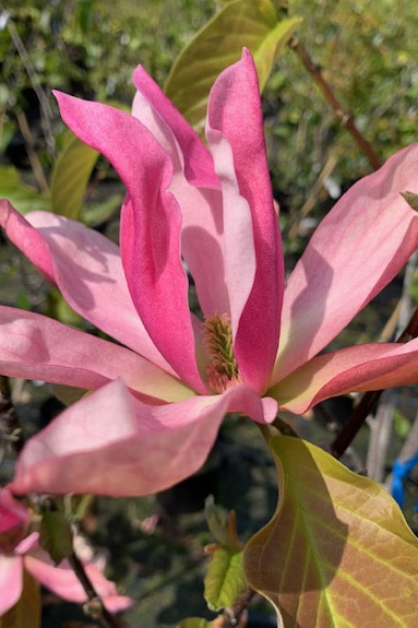 Magnolia ‘Daybreak’