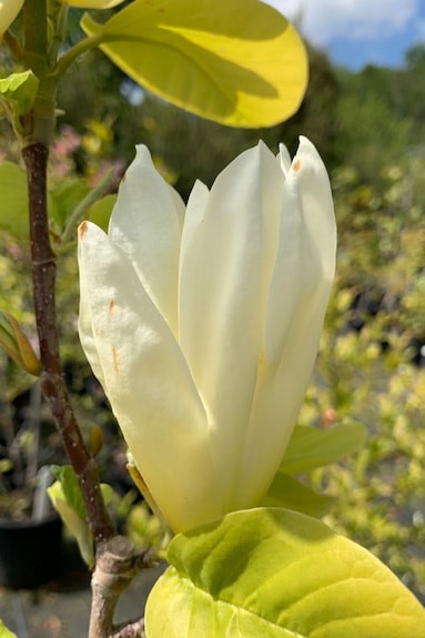 Magnolia x brooklynensis ‘Elizabeth’