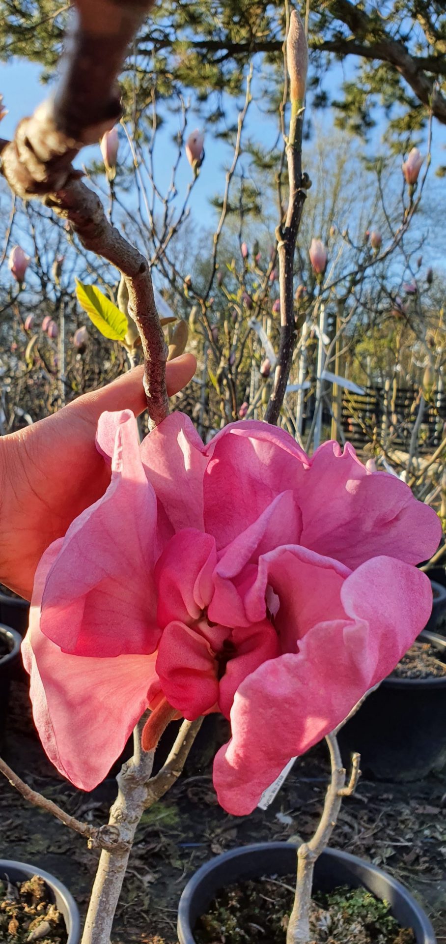 Magnolia ‘Felix Jury’