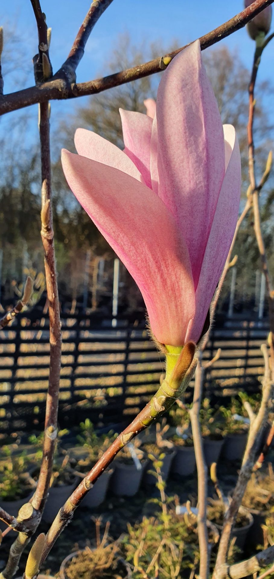 Magnolia ‘Heaven Scent’